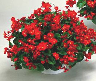 臥室適合養(yǎng)什么花